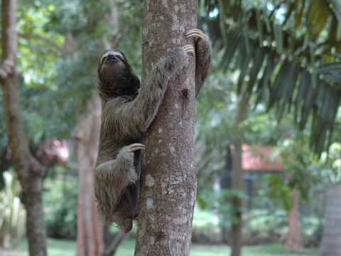 CostaRica 2010 05 17  28
